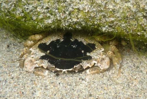 Carcinus maenas